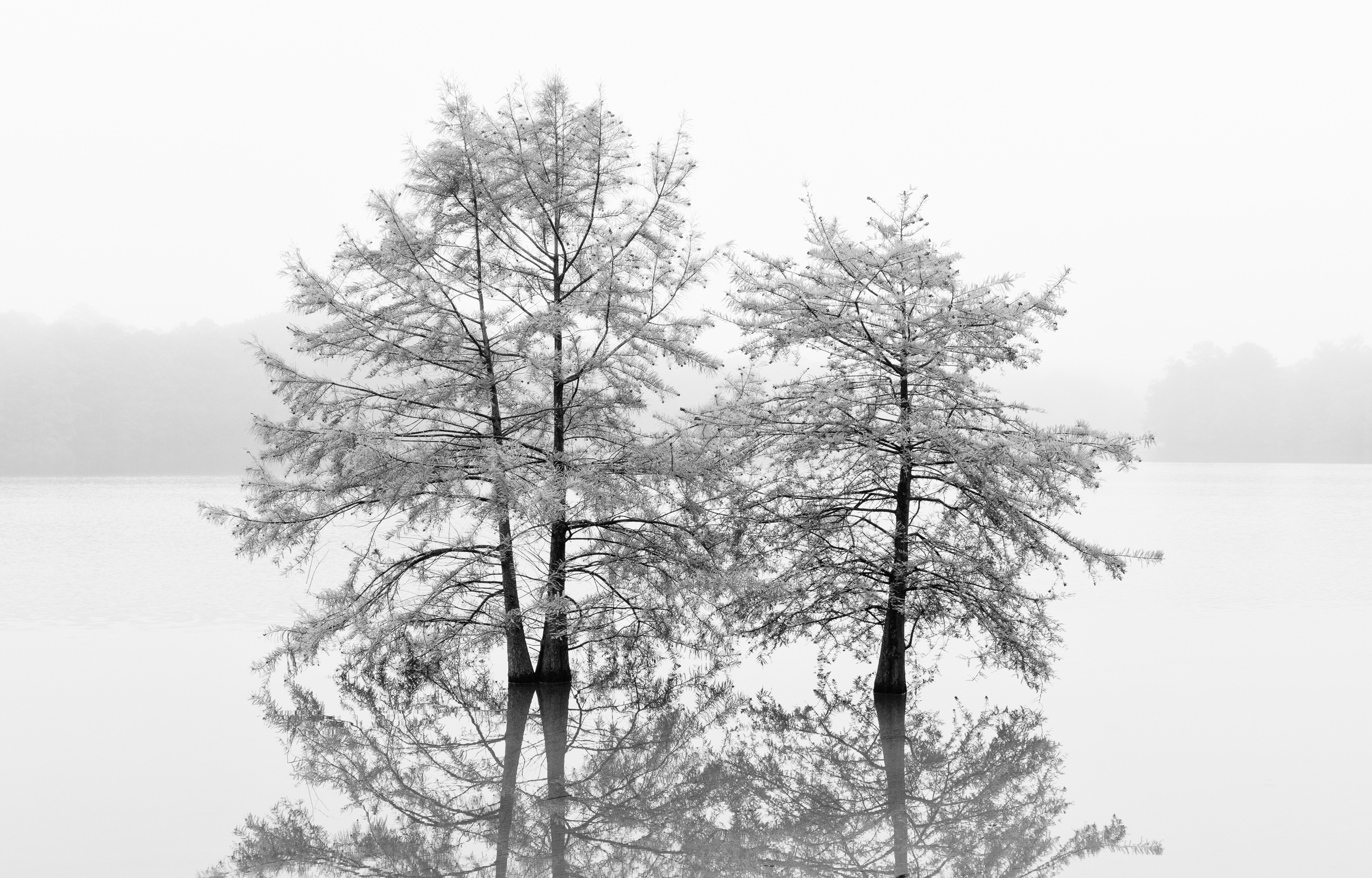 1st PrizeOpen Mono In Class 3 By Paul Sylvia For Cypress Family SEP-2025.jpg